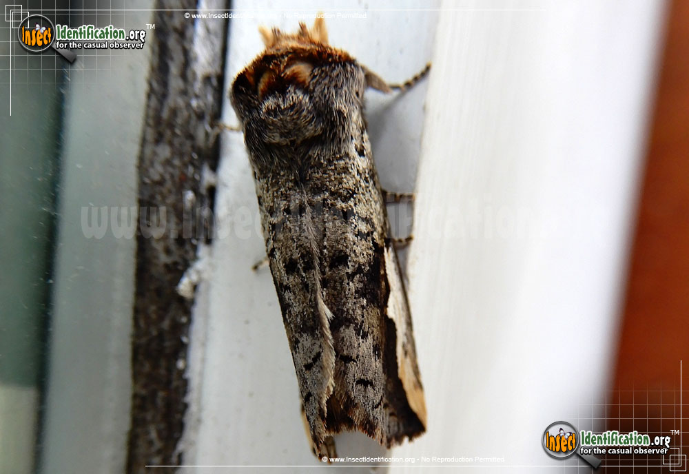 Full-sized image #3 of the Orange-Humped-Mapleworm-Moth