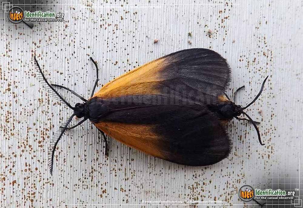 Full-sized image of the Orange-Patched-Smoky-Moth