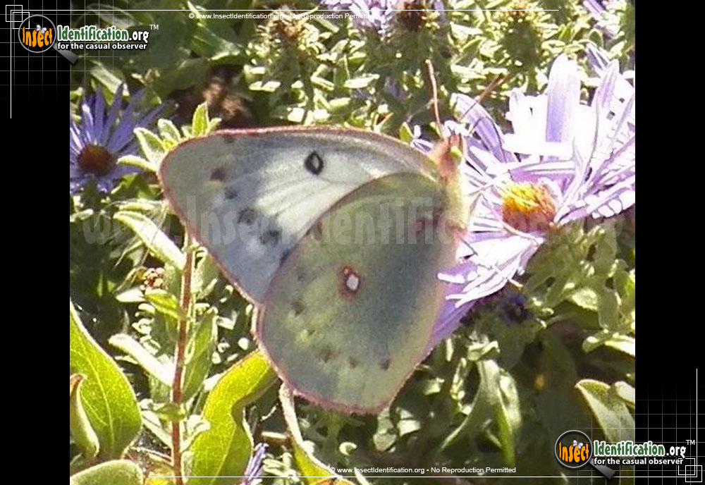 Full-sized image #4 of the Orange-Sulphur-Butterfly