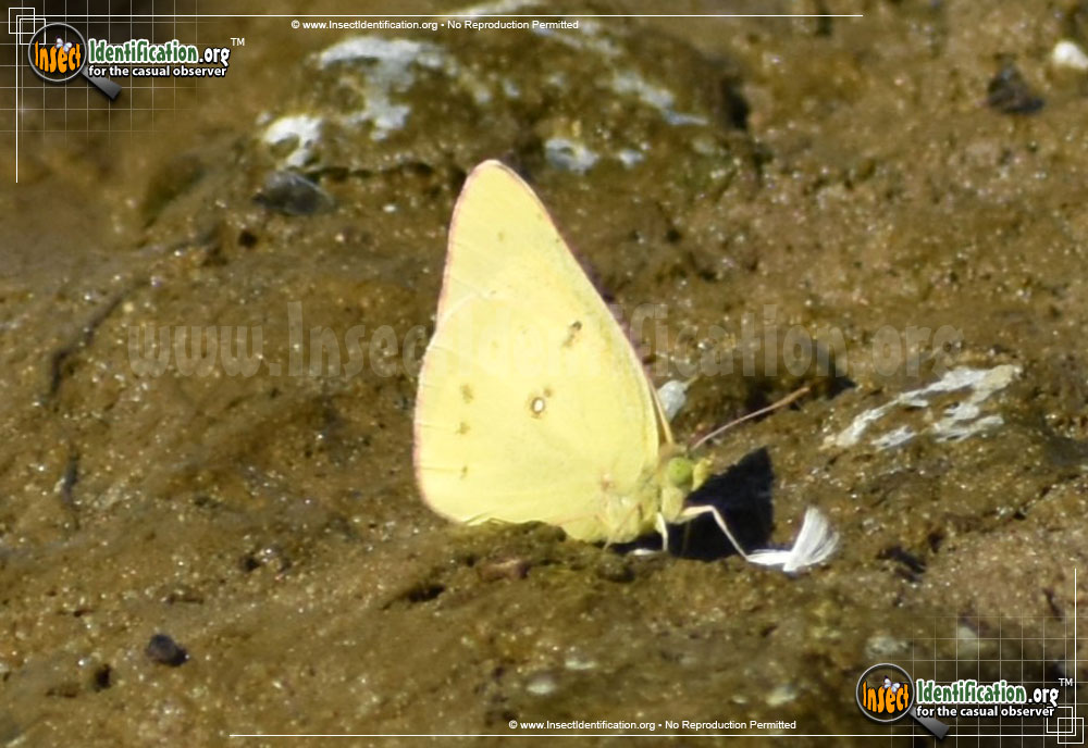 Full-sized image #5 of the Orange-Sulphur-Butterfly