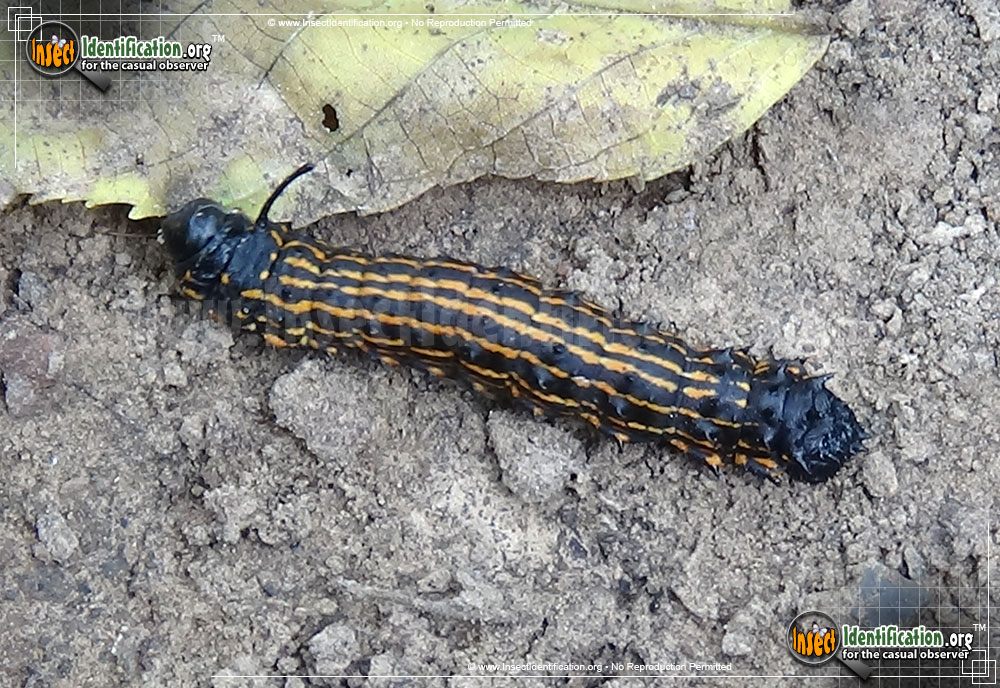 Full-sized image #2 of the Orange-Tipped-Oakworm-Moth