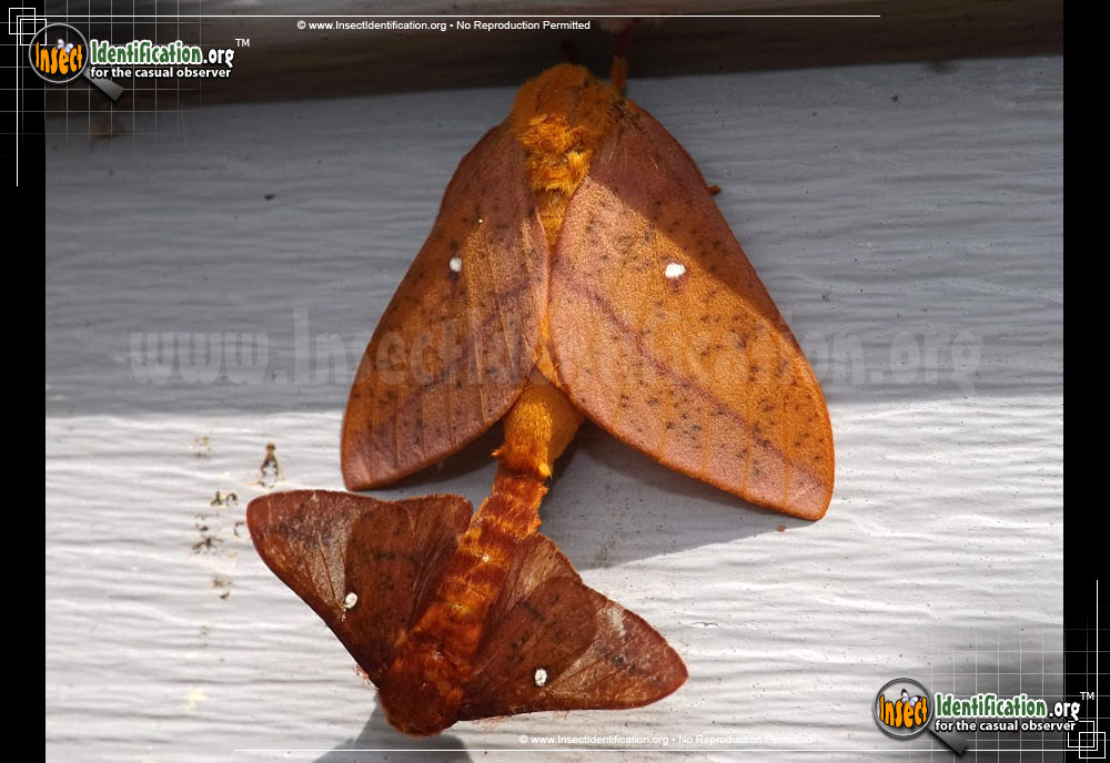 Full-sized image of the Orange-Tipped-Oakworm-Moth