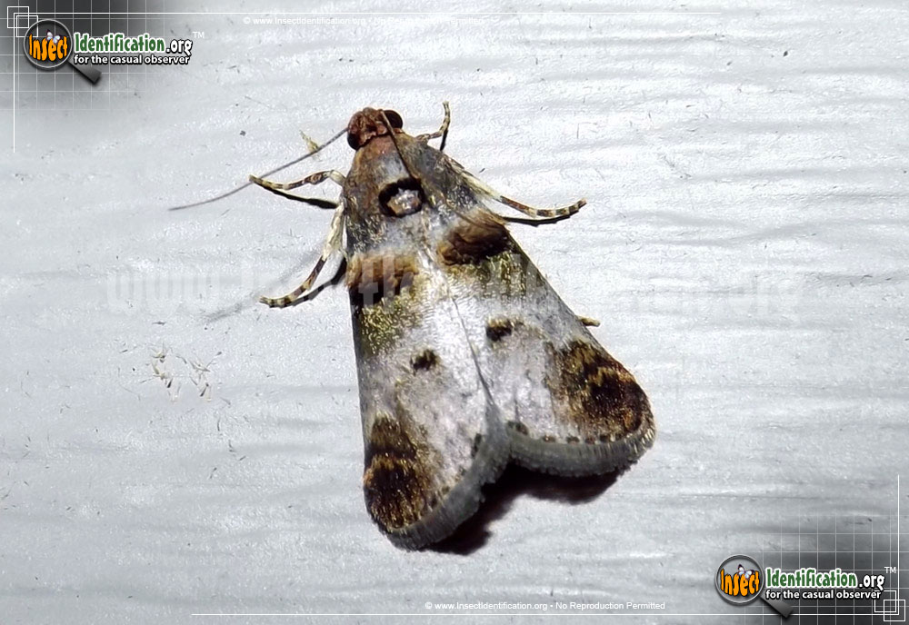Full-sized image of the Orange-Tufted-Oneida-Moth