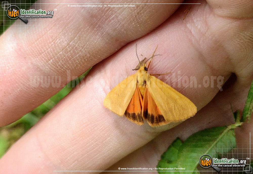 Full-sized image #2 of the Orange-Virbia-Moth
