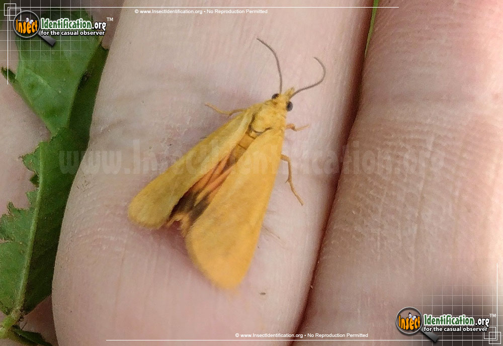 Full-sized image of the Orange-Virbia-Moth