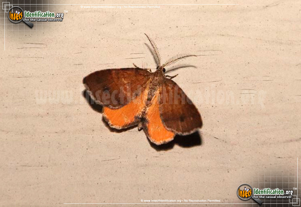 Full-sized image of the Orange-Wing-Moth