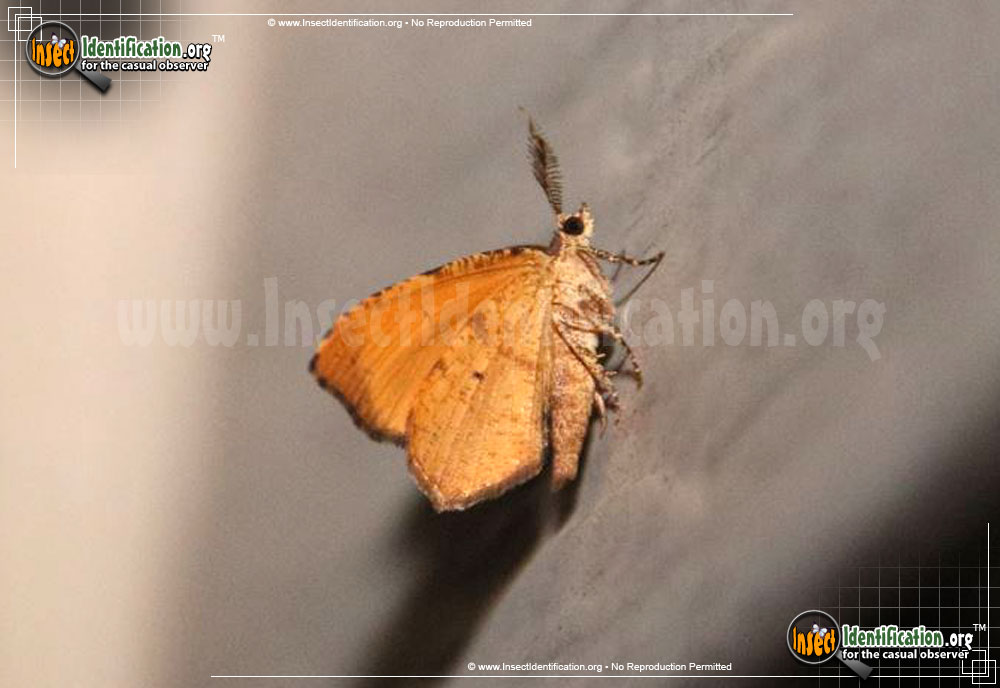 Full-sized image #2 of the Orange-Wing-Moth