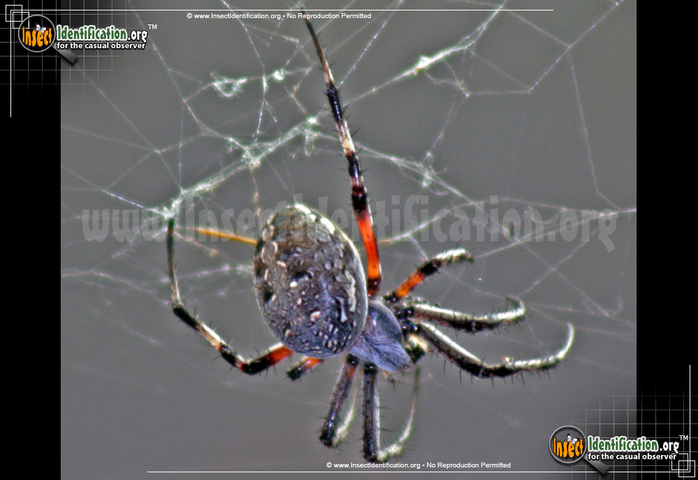 Full-sized image #11 of the Arboreal-Orb-Weaver