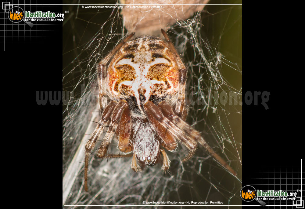 Full-sized image #10 of the Arboreal-Orb-Weaver