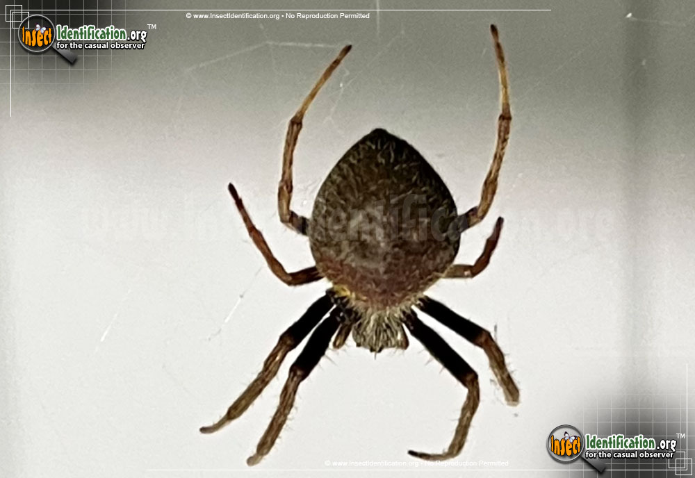 Full-sized image #8 of the Arboreal-Orb-Weaver