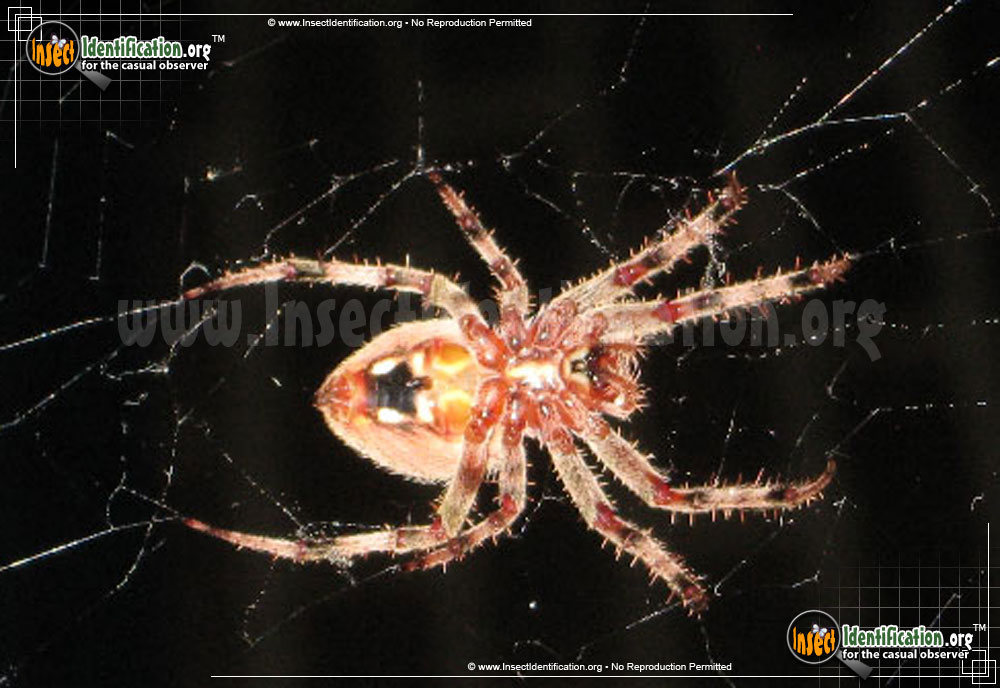 Full-sized image #9 of the Arboreal-Orb-Weaver