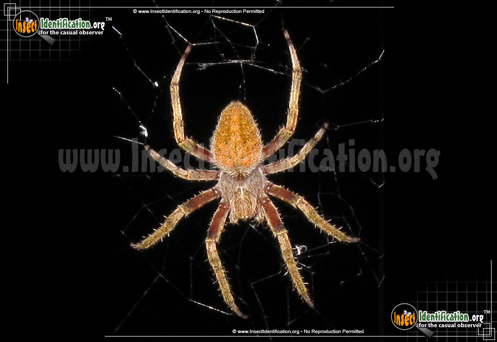 Full-sized image of the Arboreal-Orb-Weaver