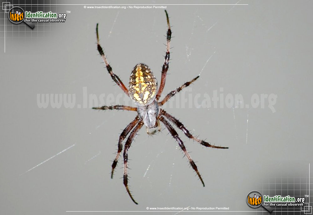 Full-sized image #2 of the Arboreal-Orb-Weaver