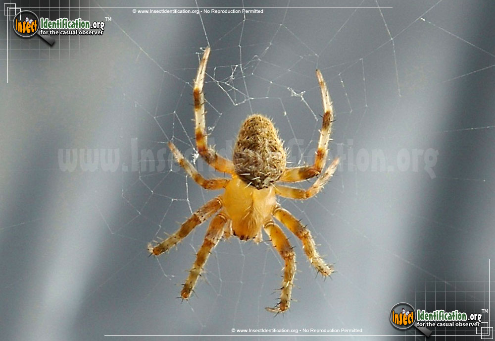 Full-sized image #4 of the Arboreal-Orb-Weaver