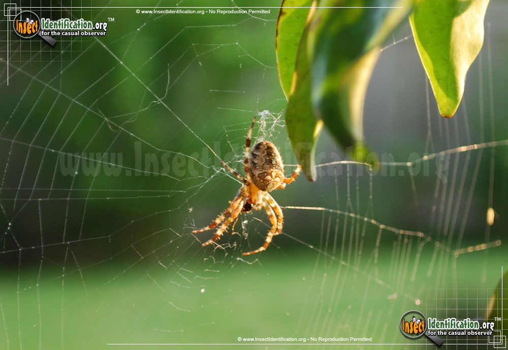 Full-sized image #5 of the Arboreal-Orb-Weaver