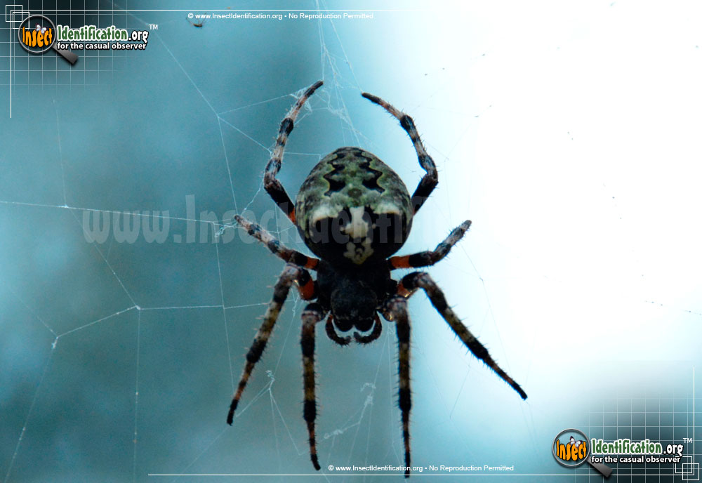 Full-sized image #3 of the Arboreal-Orb-Weaver