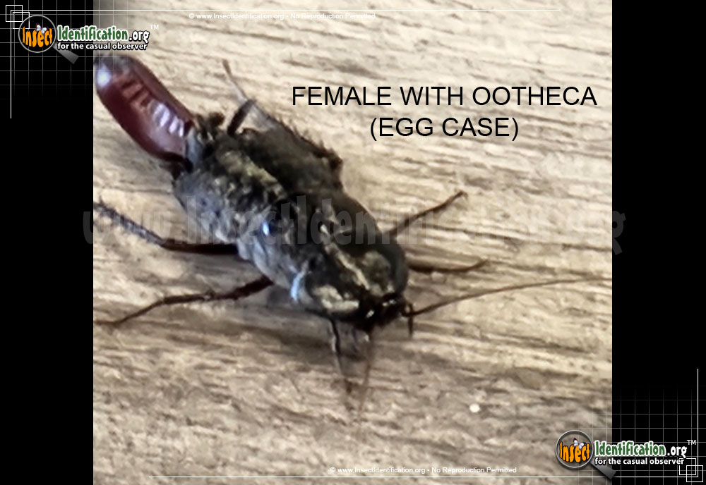 Full-sized image #6 of the Oriental-Cockroach