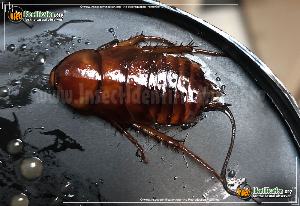 Full-sized image of the Oriental-Cockroach