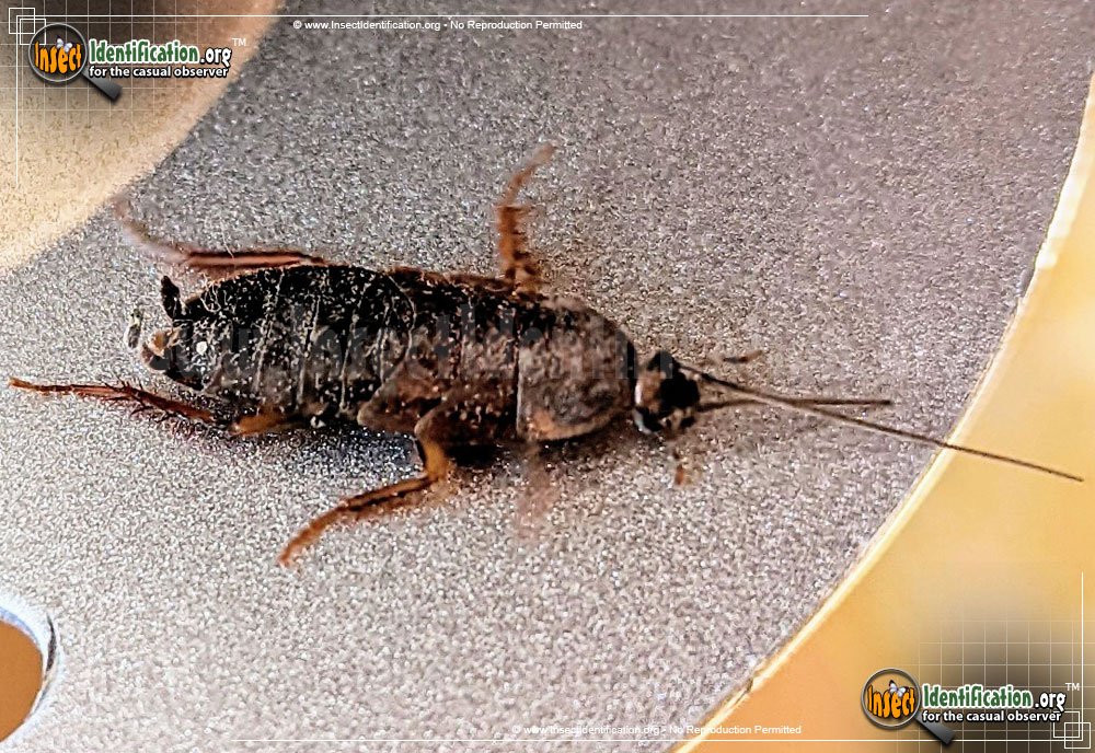 Full-sized image #3 of the Oriental-Cockroach