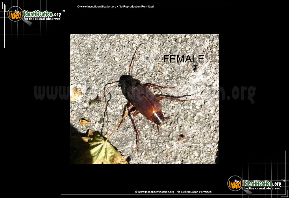 Full-sized image #5 of the Oriental-Cockroach