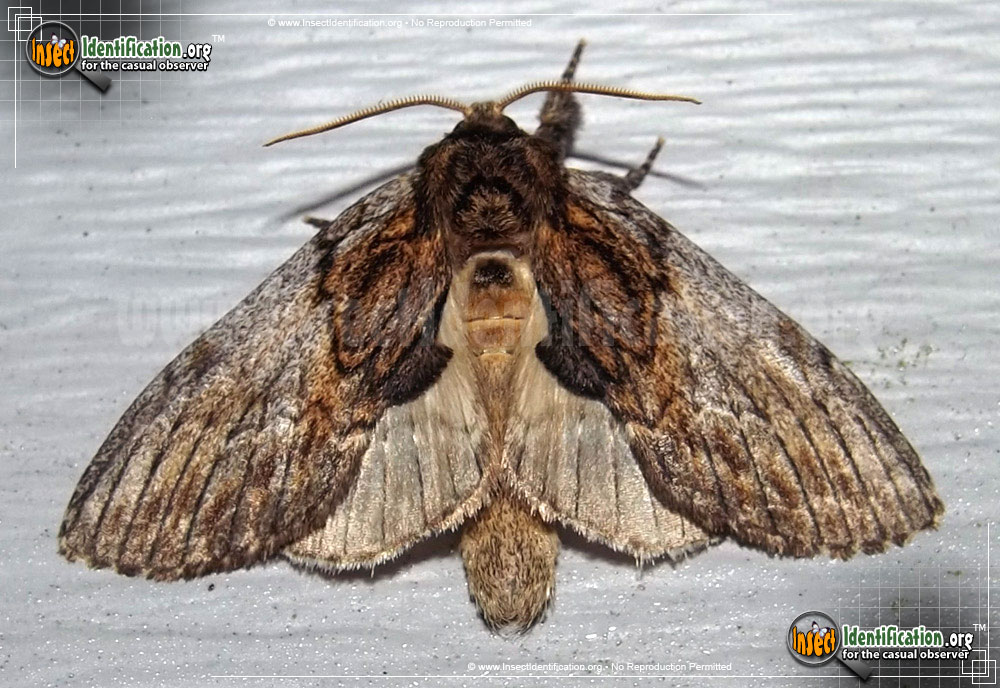 Full-sized image of the Oval-Based-Prominent-Moth