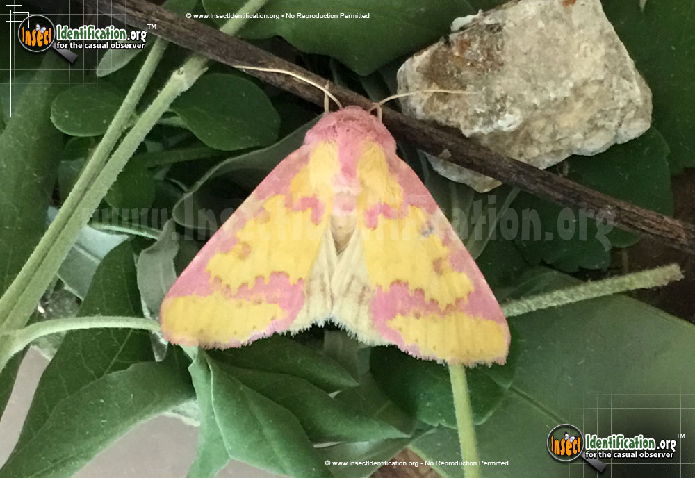 Full-sized image of the Owlet-Moth-Psectrotarsia-suavis