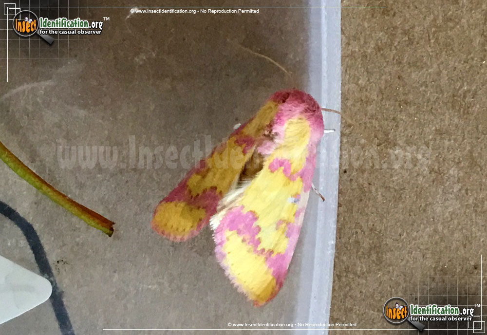 Full-sized image #2 of the Owlet-Moth-Psectrotarsia-suavis