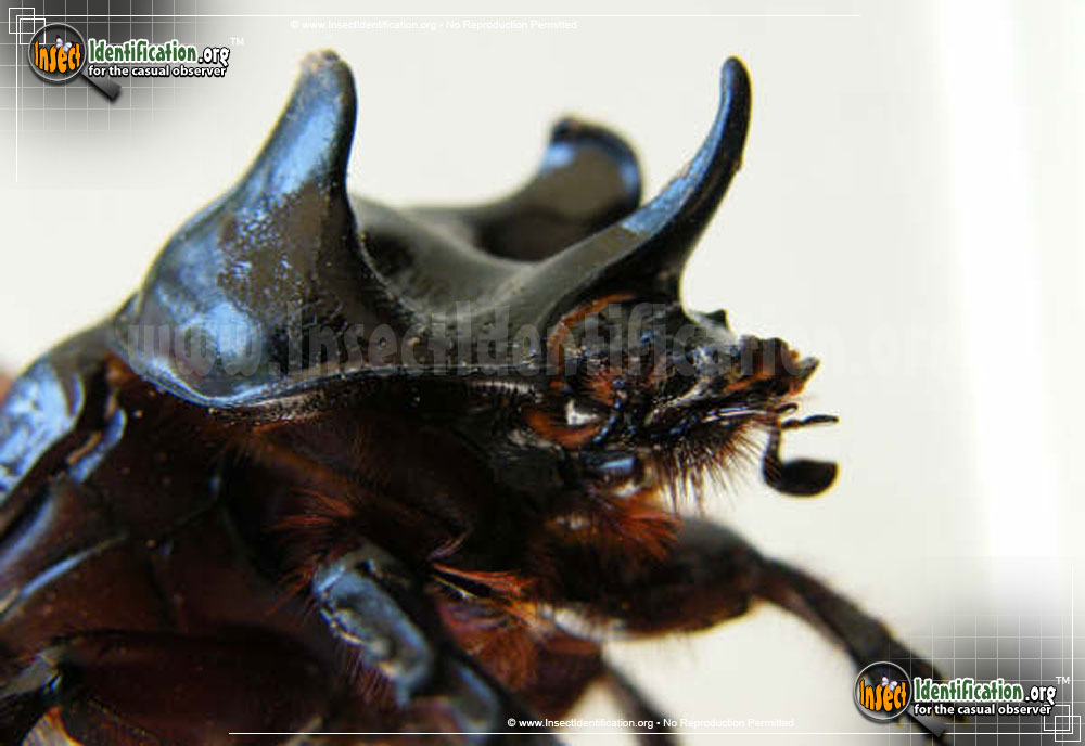 Full-sized image #2 of the Ox-Beetle