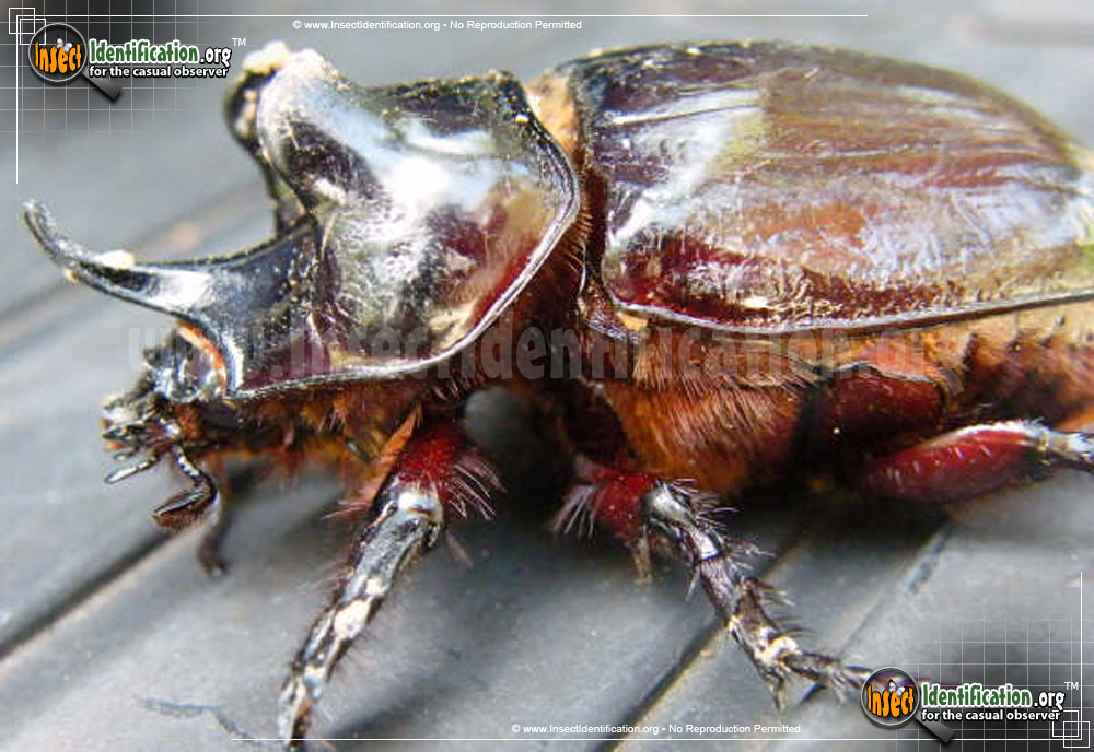 Full-sized image of the Ox-Beetle