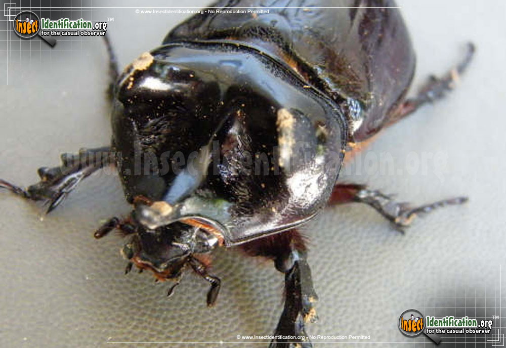Full-sized image #7 of the Ox-Beetle