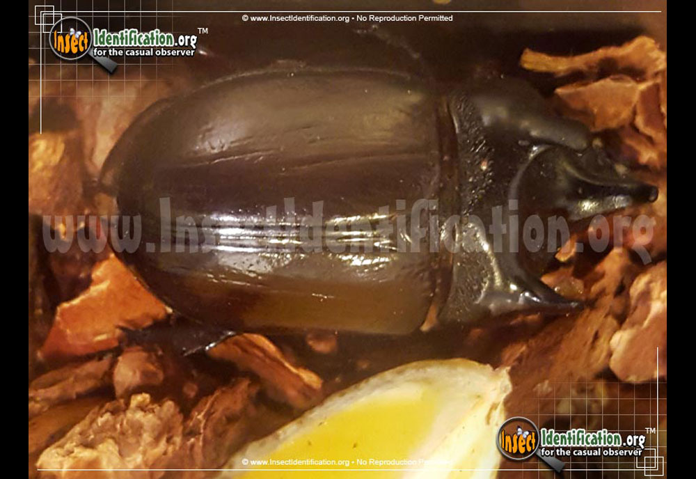 Full-sized image #8 of the Ox-Beetle