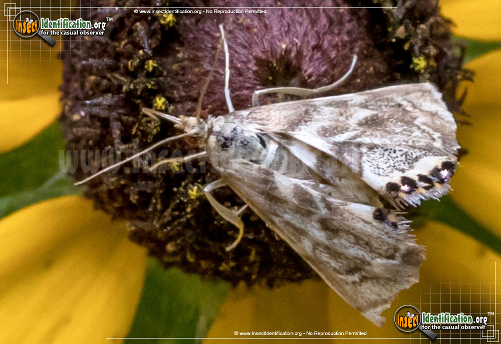 Full-sized image of the Ozark-Petrophila-Moth