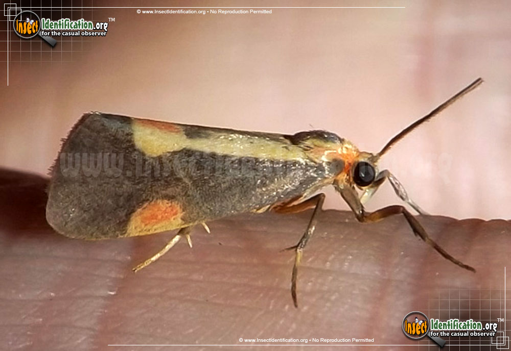 Full-sized image of the Packards-Lichen-Moth