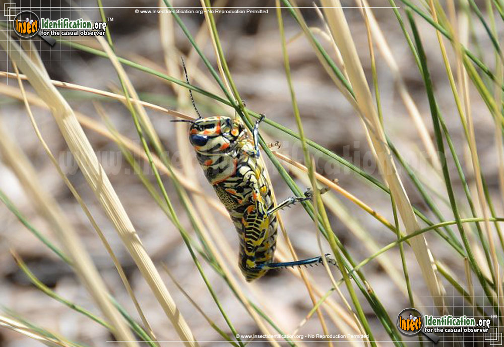 Full-sized image of the Painted-Grasshopper