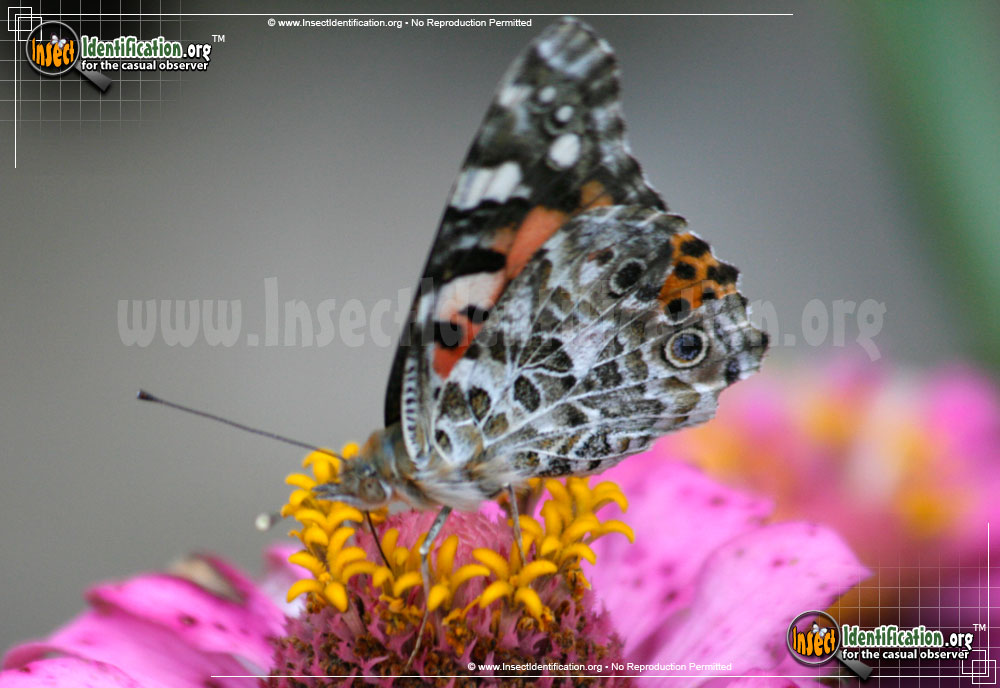 Full-sized image #13 of the Painted-Lady-Butterfly