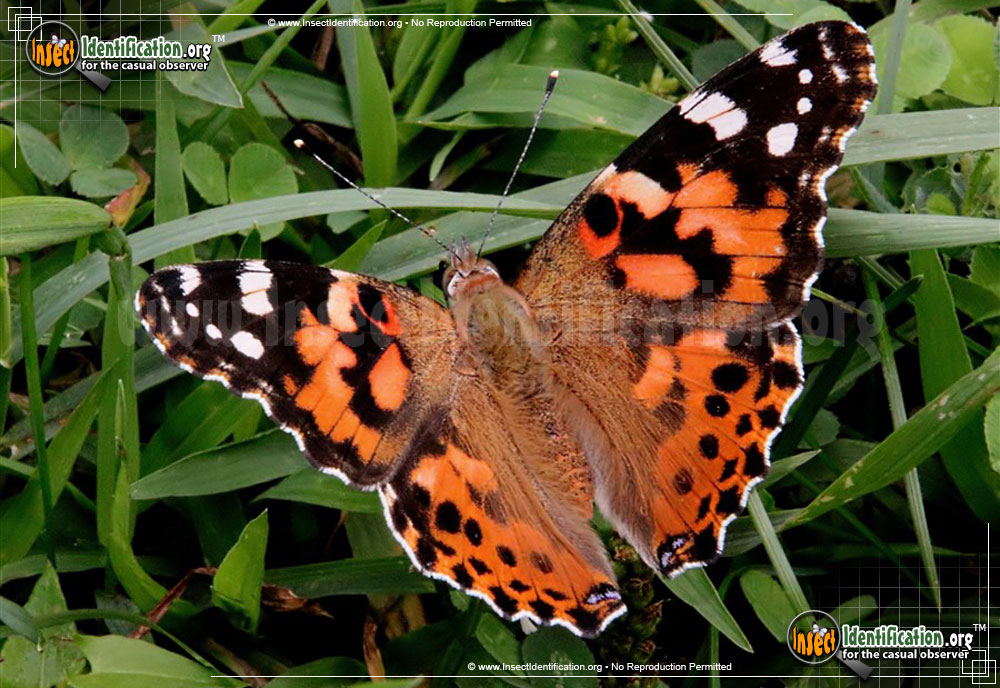 Full-sized image #5 of the Painted-Lady-Butterfly