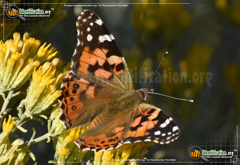 Full-sized image #9 of the Painted-Lady-Butterfly