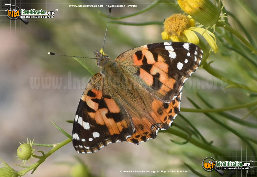 Full-sized image #4 of the Painted-Lady-Butterfly