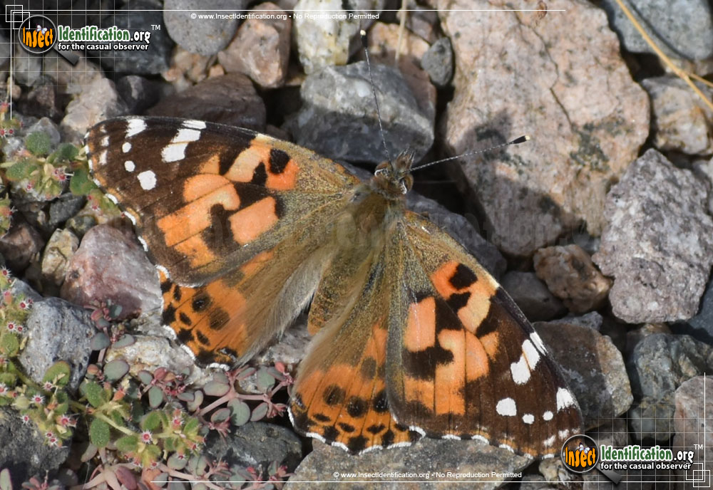 Full-sized image #2 of the Painted-Lady-Butterfly