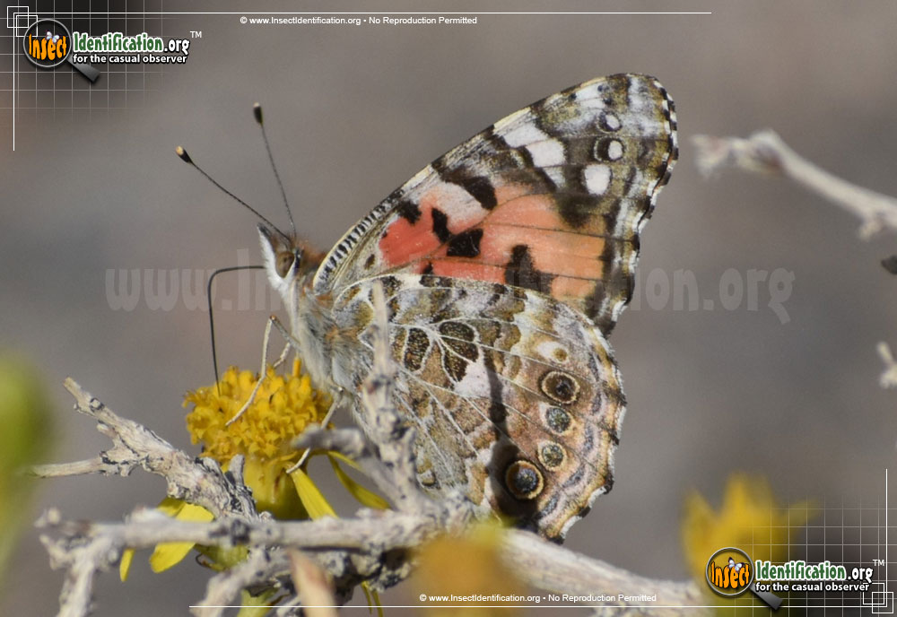 Full-sized image #12 of the Painted-Lady-Butterfly
