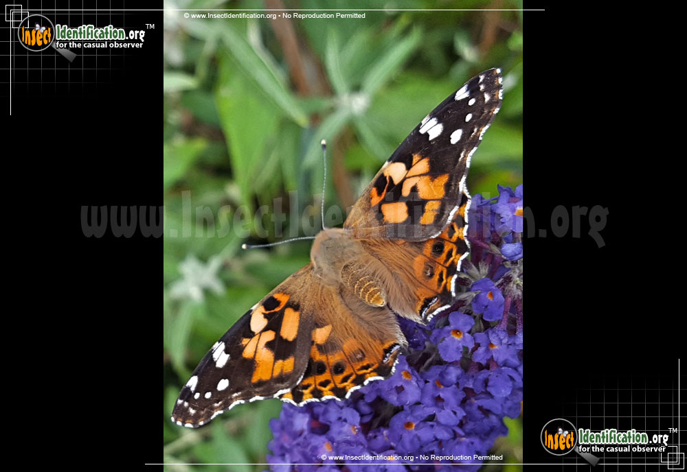Full-sized image #8 of the Painted-Lady-Butterfly