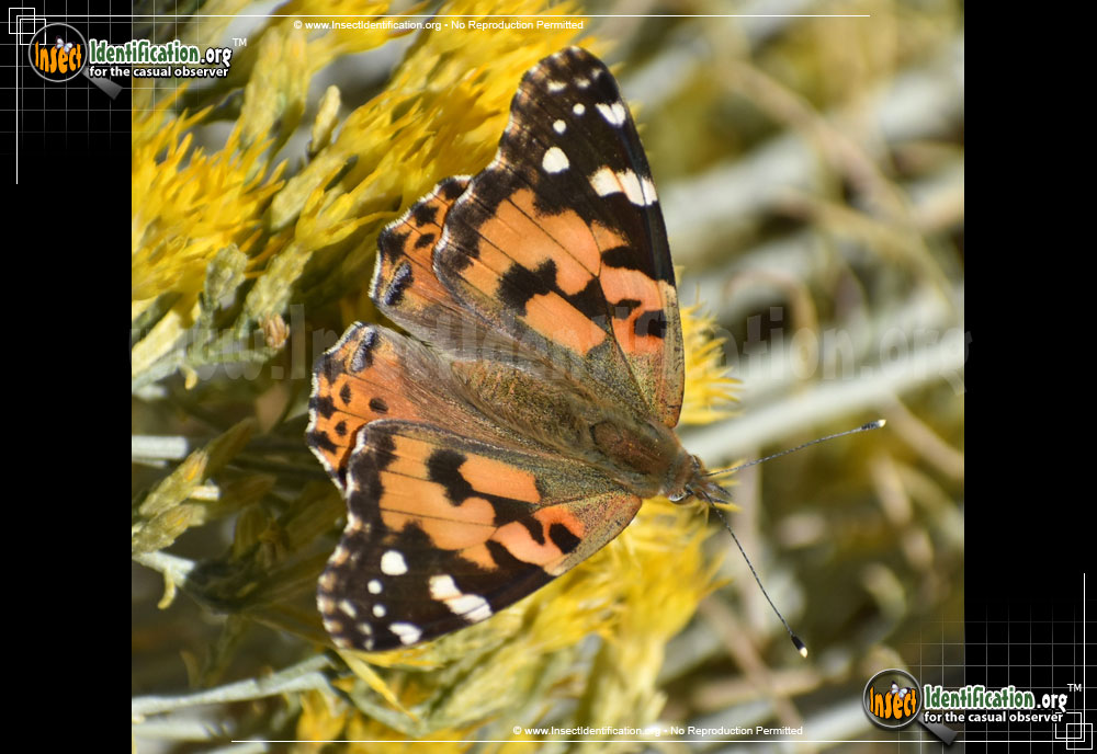 Full-sized image #10 of the Painted-Lady-Butterfly