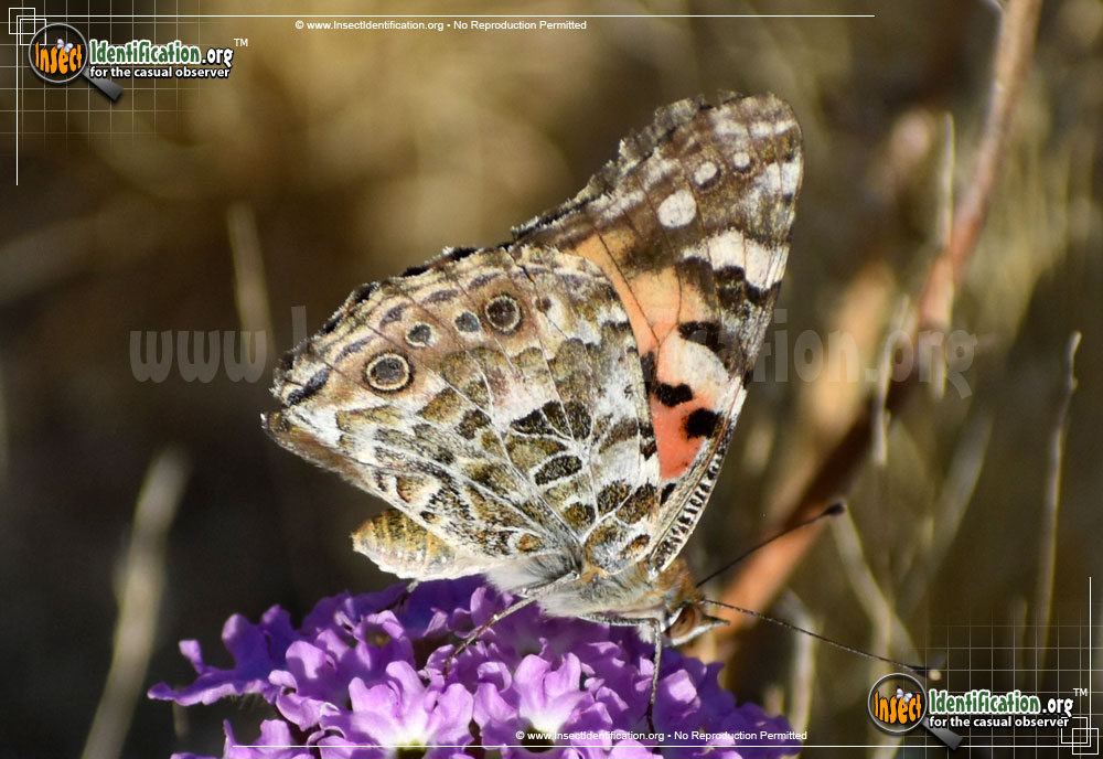 Full-sized image #14 of the Painted-Lady-Butterfly