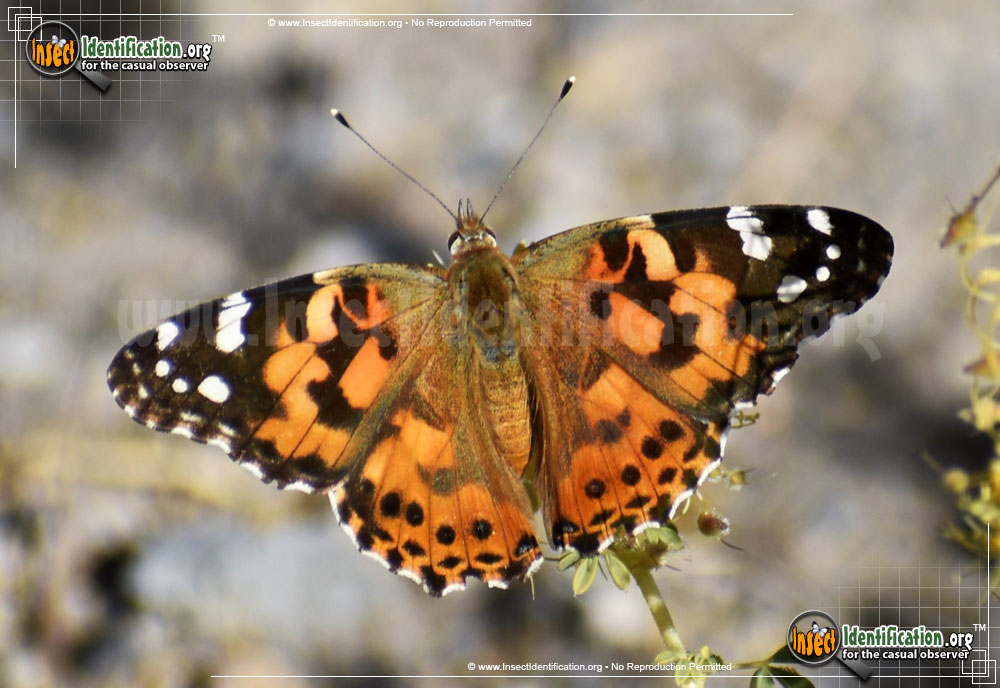 Full-sized image #15 of the Painted-Lady-Butterfly