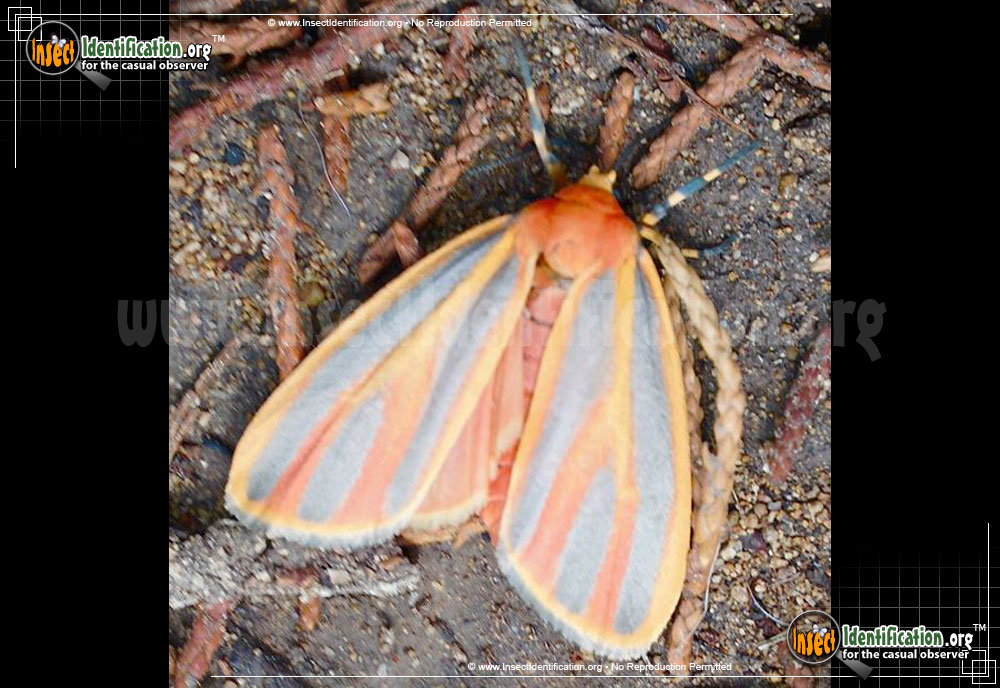 Full-sized image #2 of the Painted-Lichen-Moth