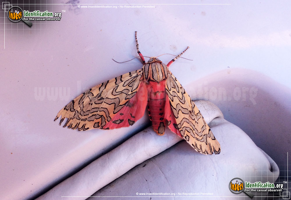 Full-sized image of the Painted-Tiger-Moth