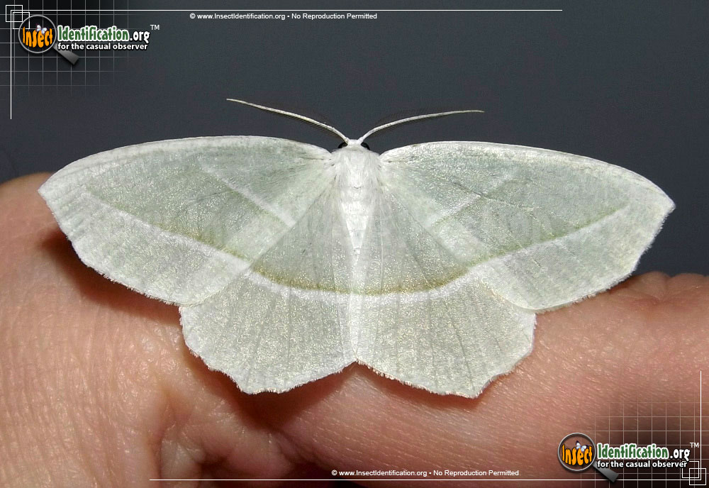 Full-sized image #2 of the Pale-Beauty-Moth