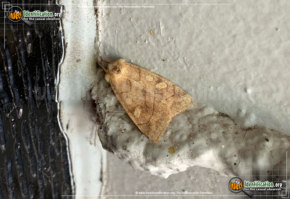 Full-sized image of the Pale-Enargia-Moth