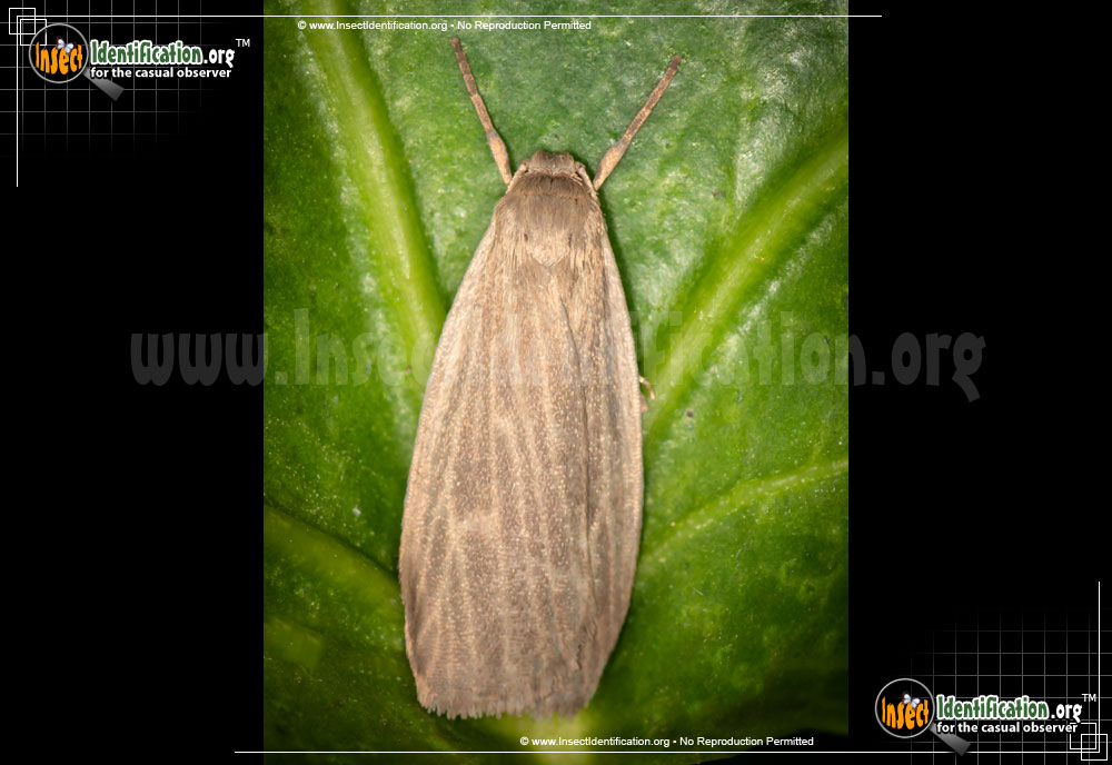 Full-sized image of the Pale-Lichen-Moth