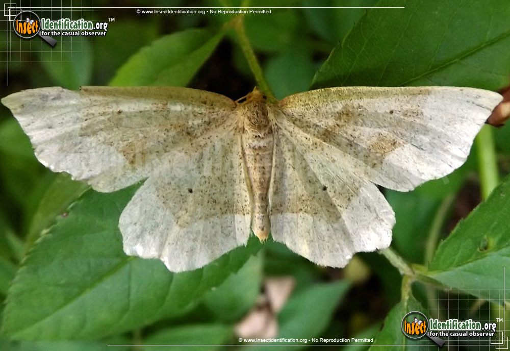 Full-sized image of the Pale-Metarranthis-Moth